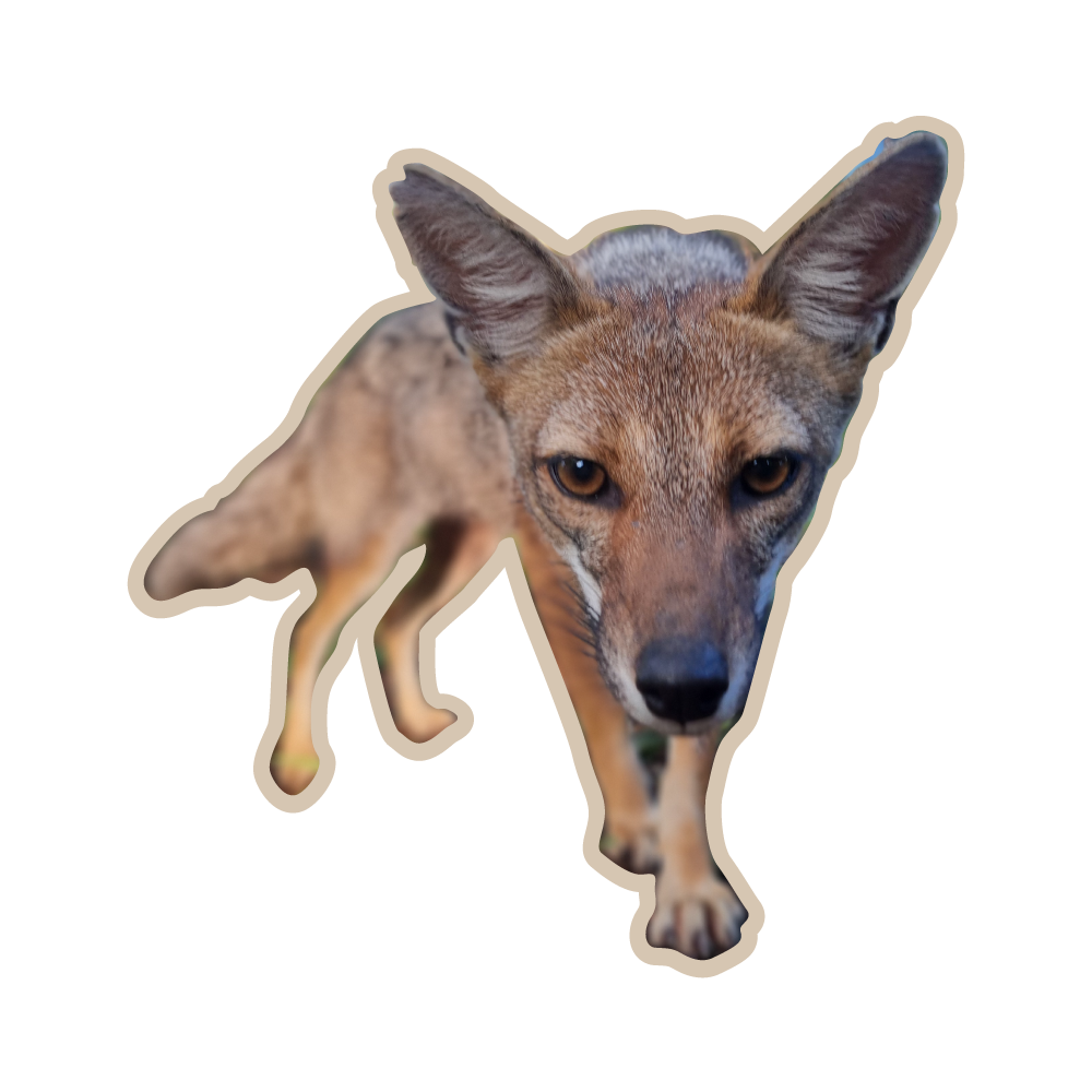 Lobo